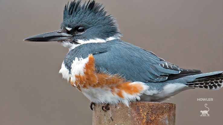 Kingfishers: The Halcyon Love Birds