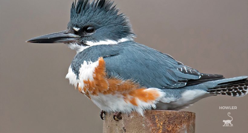 Kingfishers: The Halcyon Love Birds