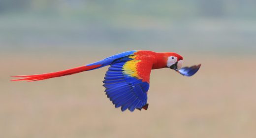 Scarlet Macaws Return to the Guanacaste
