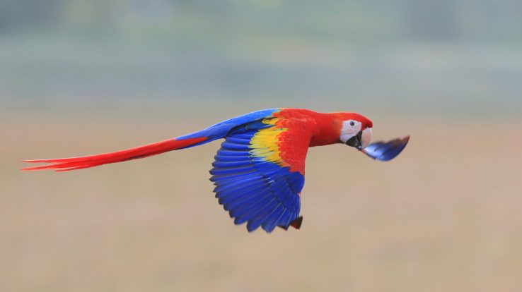 Scarlet Macaws Return to the Guanacaste