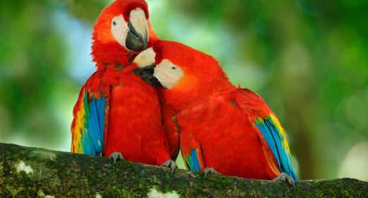 Macaws Making a Costa Rican Comeback