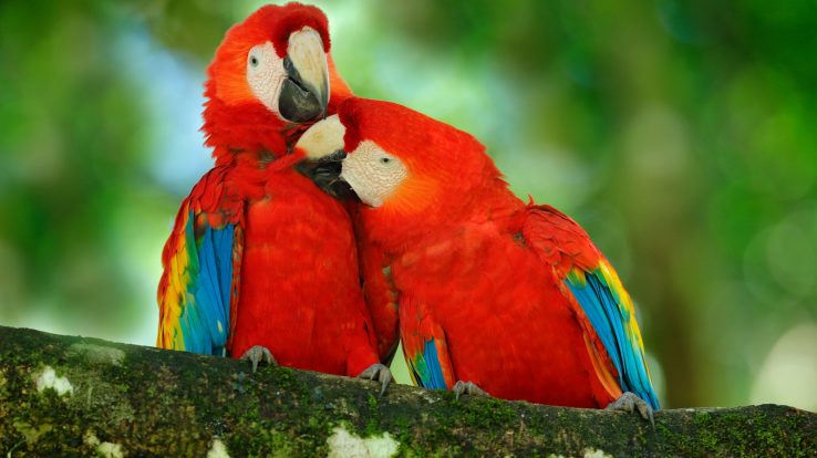 Macaws Making a Costa Rican Comeback