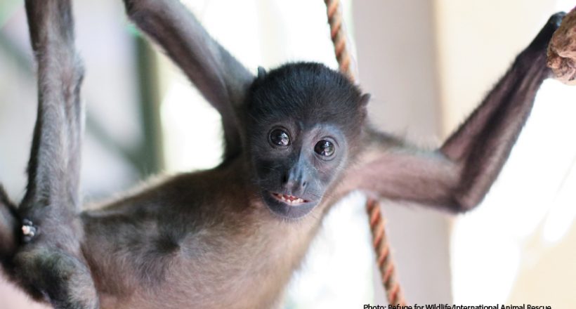 Monkey Rescue: Owen’s Recovery Miracle