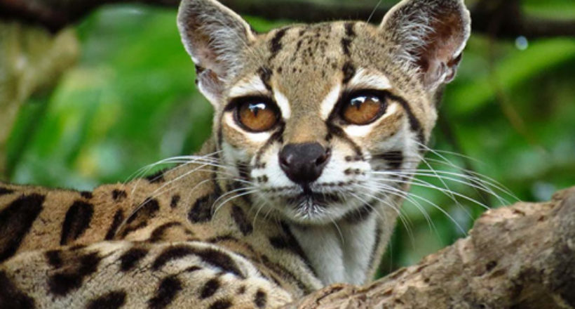 Centro-de-rescate-las-Pumas-Caucel-Leopardus-wiediiCaucel-Leopardus ...