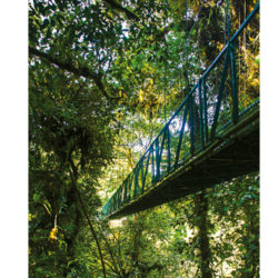 Howler-Magazine--Combo-Adventure-Selvatura-Park-Hanging-Bridge-Jungle-Costa-Rica