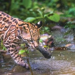 Jaguar-Rescue-Center-Jaguar-playing-Costa-Rica-Sanctuaries-wildlife-Howler-Magazine