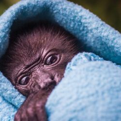 Jaguar-Rescue-Center-monkey-Costa-Rica-Sanctuaries-wildlife-Howler-Magazine