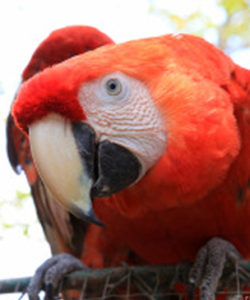 Nosara-Refuge-for-wildlife-Macaw-Costa-Rica-Sanctuaries-wildlife-Howler-Magazine