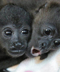 Nosara-Refuge-for-wildlife-howler-monkey-Costa-Rica-Sanctuaries-wildlife-Howler-Magazine