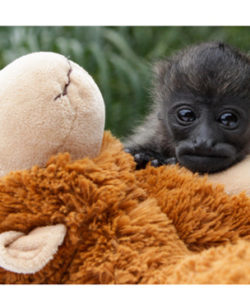 Nosara-Refuge-for-wildlife-howler-monkey-cute-Costa-Rica-Sanctuaries-wildlife-Howler-Magazine