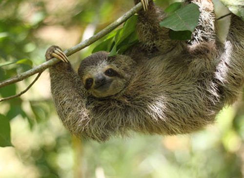 the-sloth-institute-Sanctuaries-sloth-Howler-Magazine-Costa-Rica