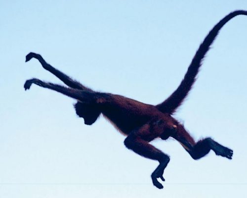 pucci-photography-monkey