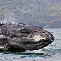 whale-watching-what-to-do-in-costa-rica-1