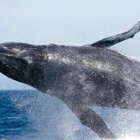 whale-watching-what-to-do-in-costa-rica-4