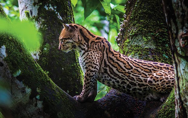 Costa Rica Cat, tigrillo or little spotted cat, Costa rica creature feature oncilla
