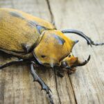 Current image: Elephant-Beetles-wildlife-in-Costa-Rica