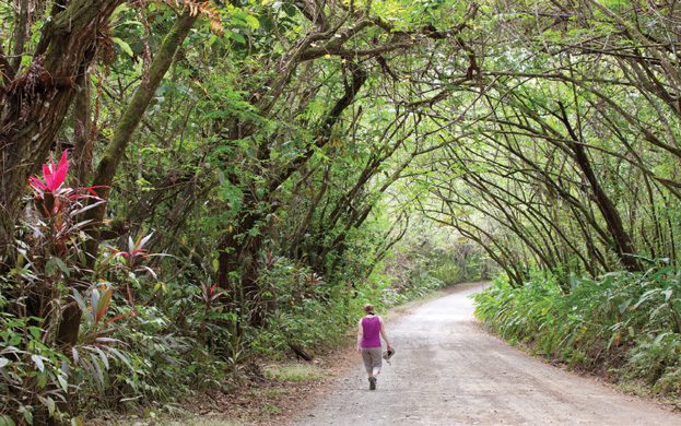 Nature-walk-Osa-Peninsula-Caminos-de-Osa-Ecotourism-in-Costa-Rica