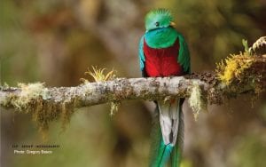Quetzal-bird-Howler-Behind-the-image-article-Resplendence-Costa-Rica-Photo-Deep-Green-Photogrpahy