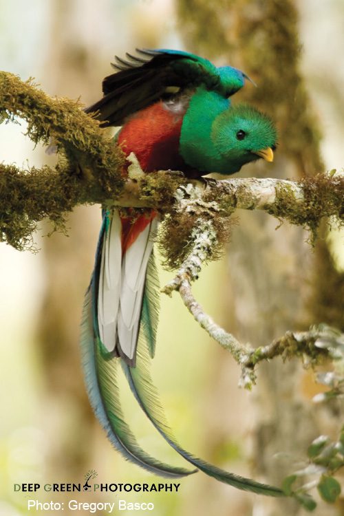 Quetzal-costa-rica-Howler-Behind-the-image-article-Resplendence-Costa-Rica-Photo-Deep-Green-Photogrpahy