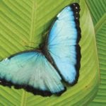 Sarapiqui-Wildlife-butterfly-mariposa-Ecotourism-in-costa-rica