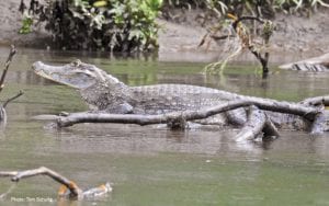 Sarapiqui-Wildlife-Krokodil-Ökotourismus-in-Costa-rica