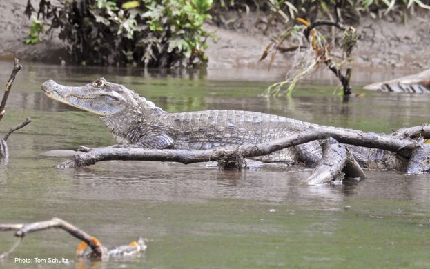 Sarapiqui-Wildlife-crocodile-Ecotourism-in-costa-rica