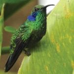 Sarapiqui-Wildlife-hummingbird-Ecotourism-in-costa-rica