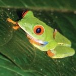 Sarapiqui-Wildlife-red-eyed-tree-frog-Ecotourism-in-costa-rica