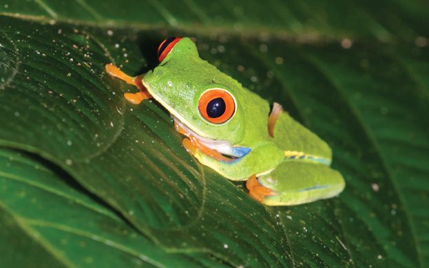 Sarapiqui-Wildlife-red-eyed-tree-frog-Ecotourism-in-costa-rica