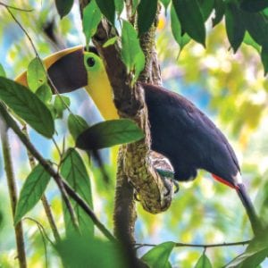 Toucan-Ecotourism-in-Costa-Rica-Osa-Peninsula
