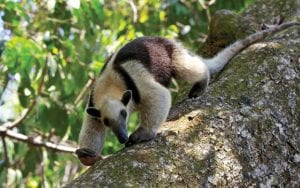 anteater-ecotourism-in-Costa-Rica-Osa-Peninsula