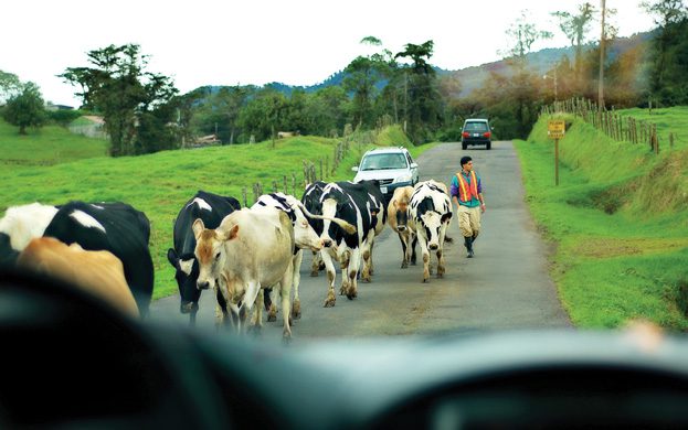sarapiqui-traffic-cows-in-road-Ecotourism-in-costa-rica