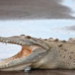 creature-feature-Costa Rica crocodile-American Crocodile