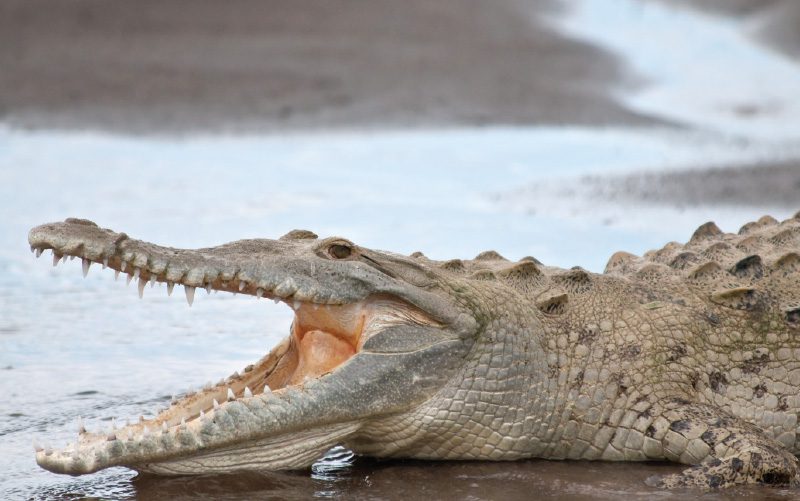 creature-feature-Costa Rica crocodile-American Crocodile