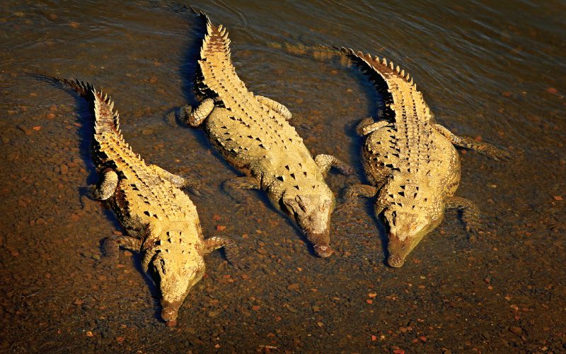 crocodile-bridge-costa rica crocodile tarcoles-river