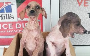 rescued pups in costa rica