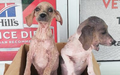 Another Rescue Case: What’s Involved? Priority Protocol Saves Pair of Pups