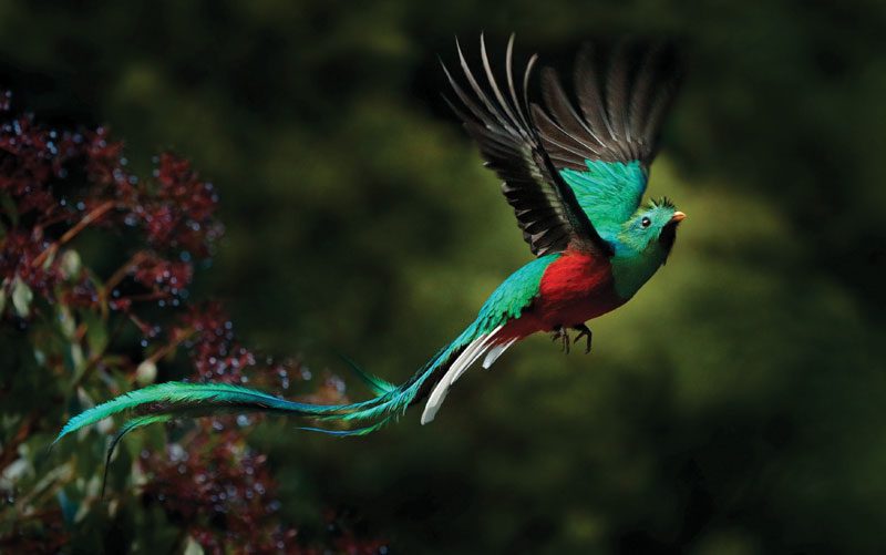 there are so many exotic birds in Monteverde costa rica