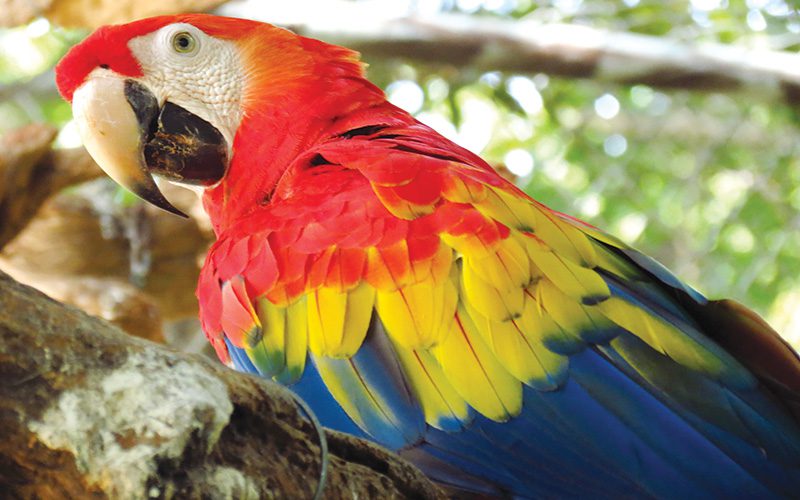 Parrots are one of many birds at the Las Pumas Animal Rescue Center in Costa Rica