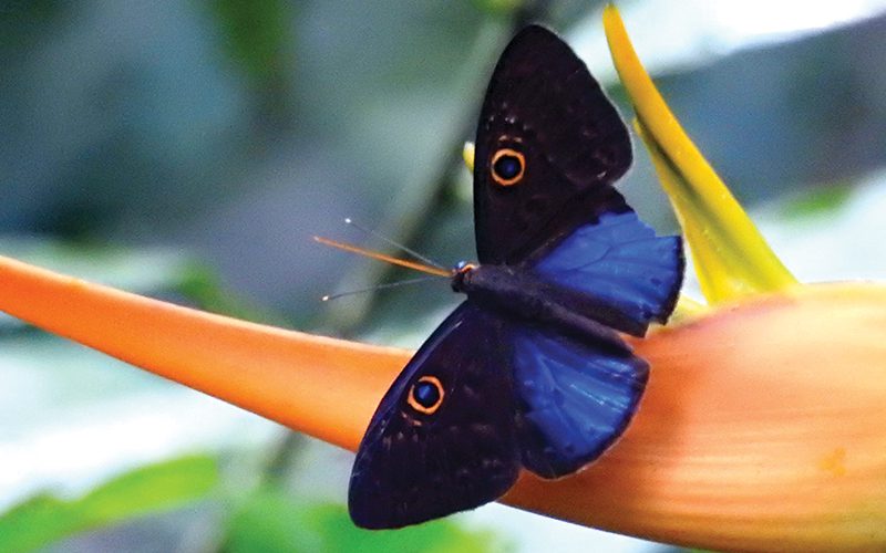 Dónde ver mariposas en Costa Rica