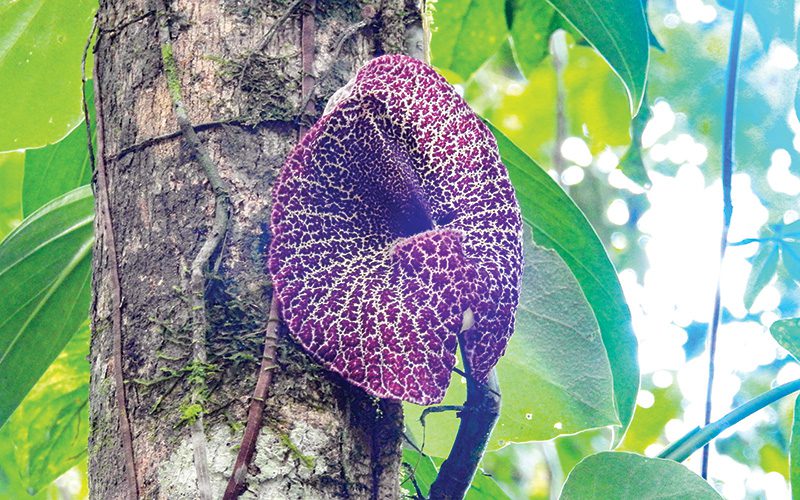 Vea flores increíbles en el valle central de Costa Rica