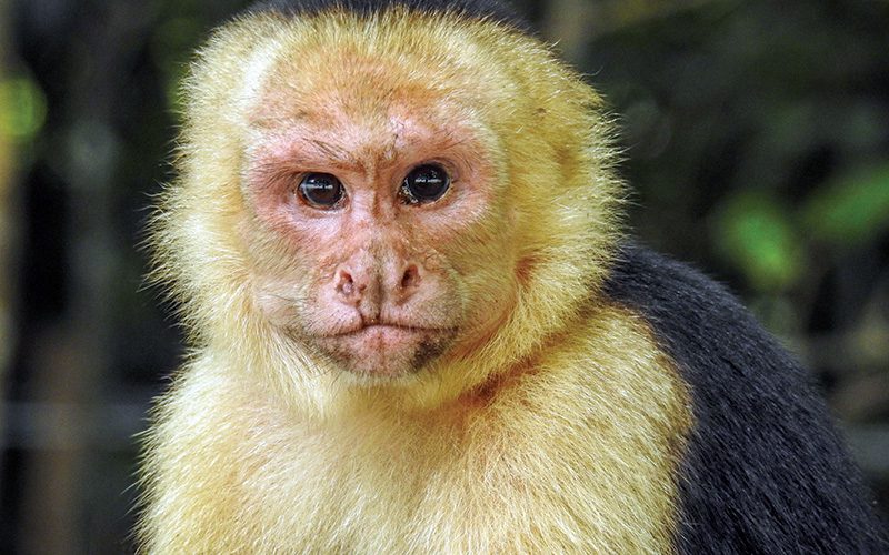 Encuentra los cuatro monos de Costa Rica en el Parque Nacional Manuel Antonio