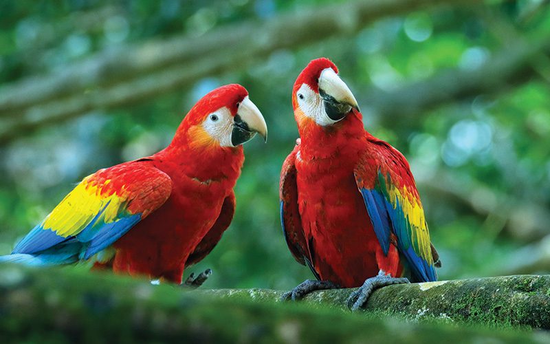 Where to see Scarlet Macaws in Costa Rica