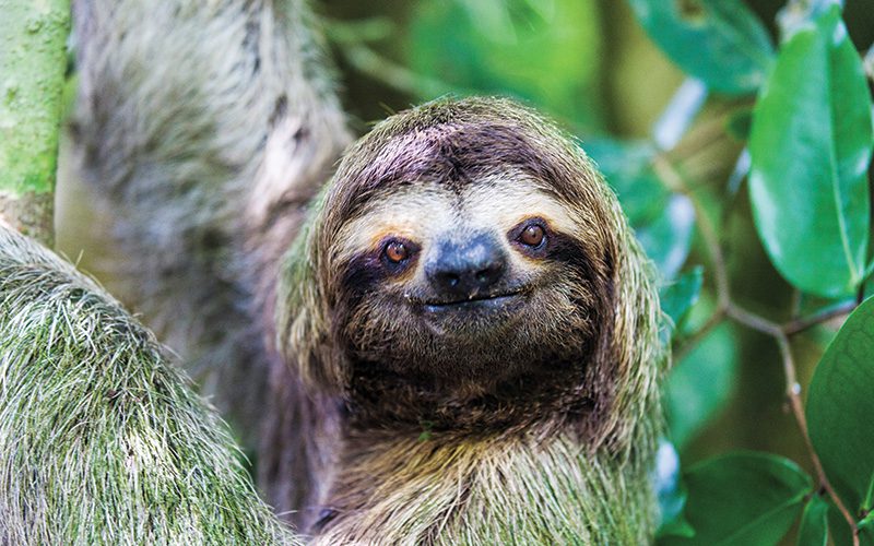 Best place to see sloths in Costa Rica is Manuel Antonio