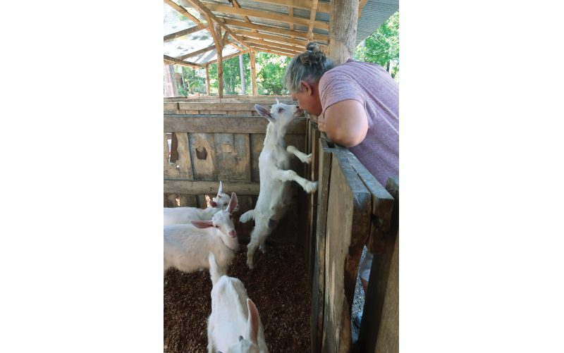 organic goats farms playa avellanas costa rica