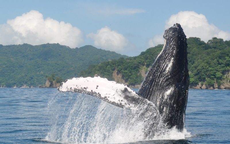 Humpback-Whale-Marino-Ballena-National-Park-Costa 2019 earth day
