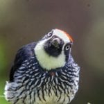 unique birds of costa rica