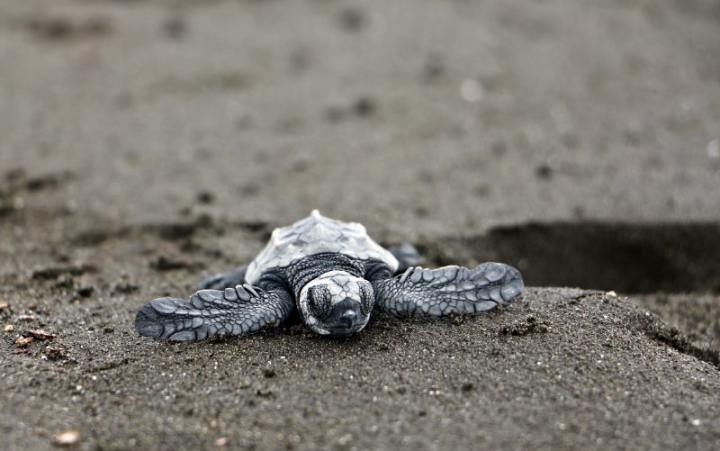 watch baby sea turtles hatch nosara costa rica