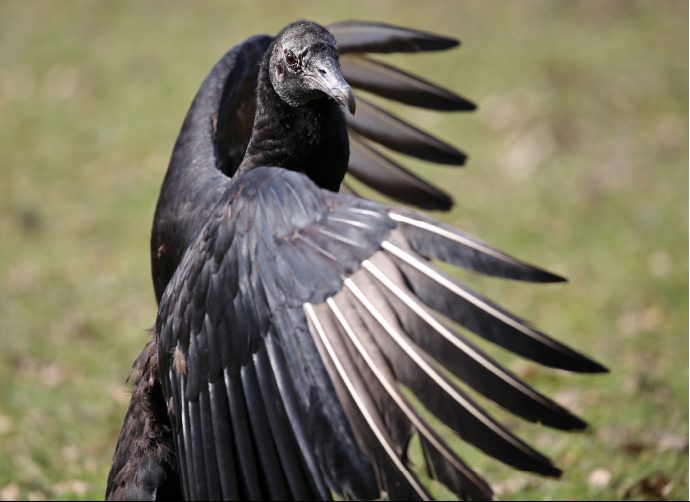 black vultures costa rica