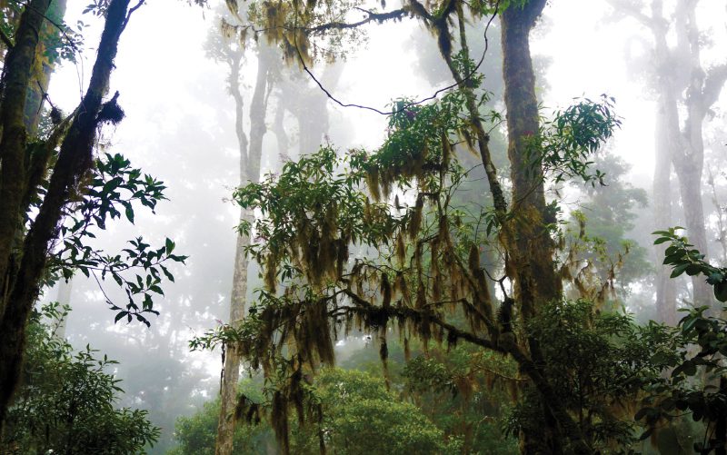 costa rica's cloud forests